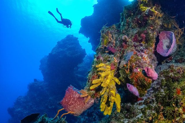 Cozumel #39 24 Learn Scuba Chicago